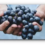 포도씨는 먹어도 될까? 진실과 오해를 한 번에 정리합니다 🍇