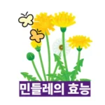 민들레 종류, 효능 완벽 정리: 흰 민들레부터 서양 민들레까지