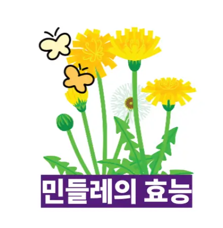 민들레효능
